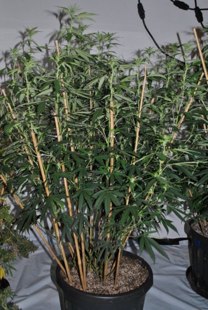 SOGPMB8 5 13FLOWER1