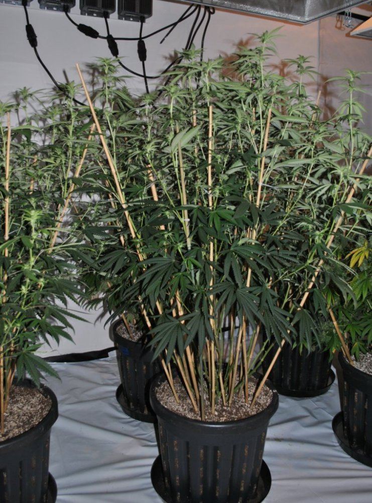 SOGPMB8 5 13FLOWER2