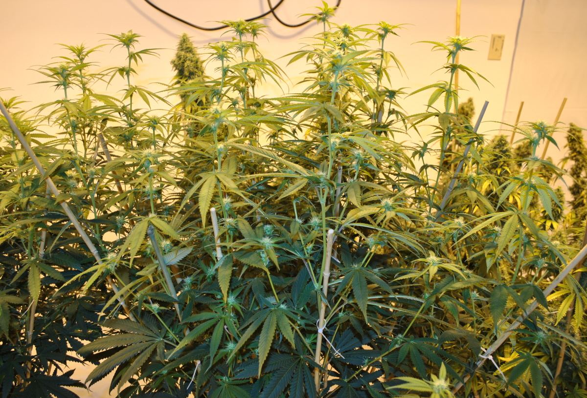 SOGPMB8 5 13FLOWER3