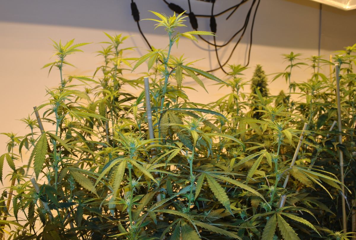 SOGPMB8 5 13FLOWER4