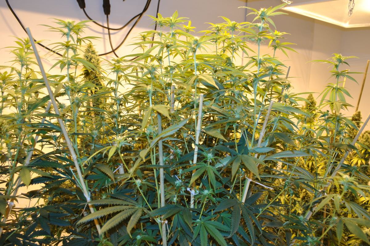 SOGPMB8 5 13FLOWER5