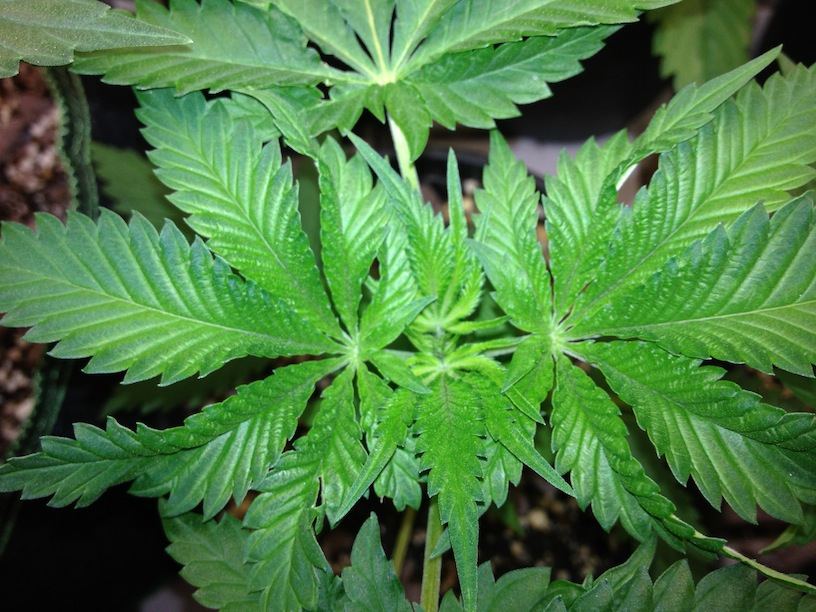 SOGREEN sf