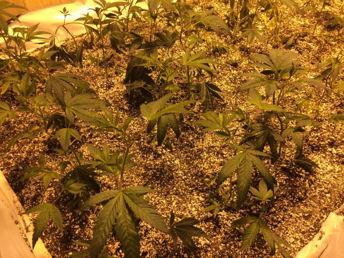 Soil bed of wifi growmaster style 2