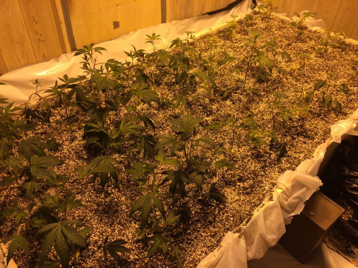 Soil bed of wifi growmaster style