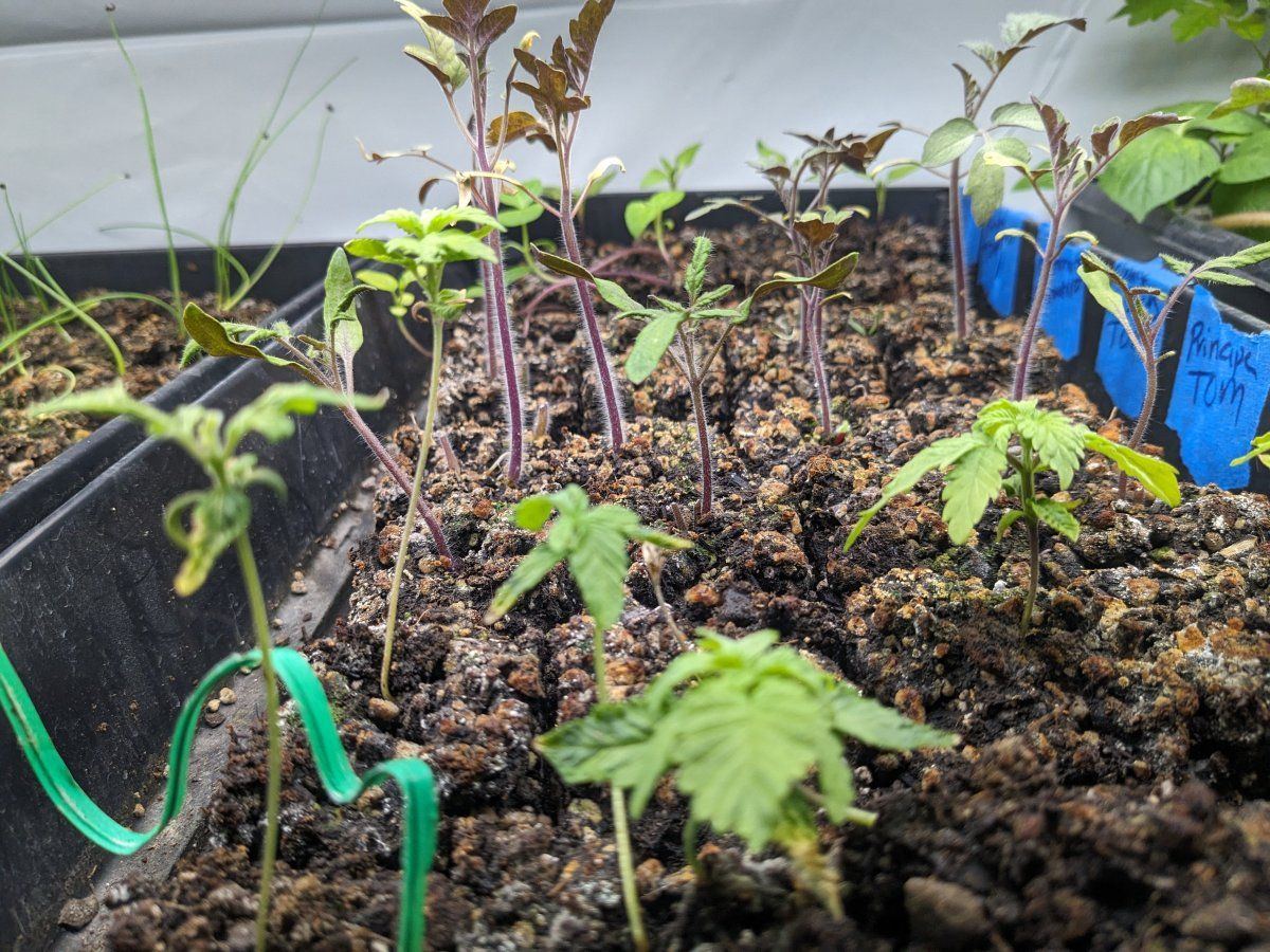 Soil blocking for cannabis tips 2