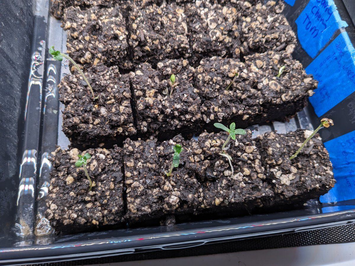 Soil blocking for cannabis tips 5
