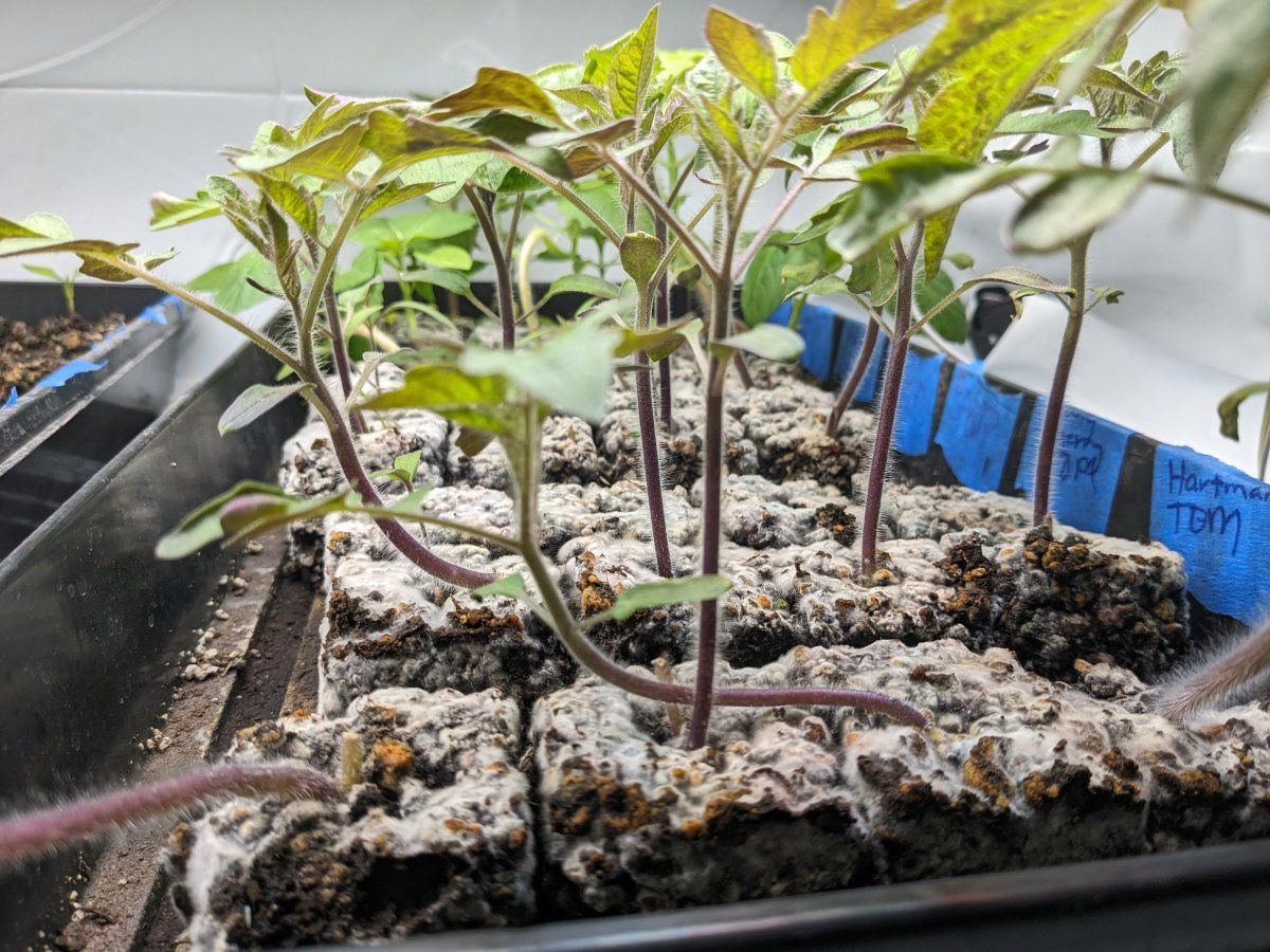 Soil blocking for cannabis tips