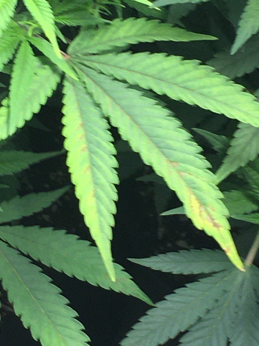 Soil integrity after flush to correct ph 3