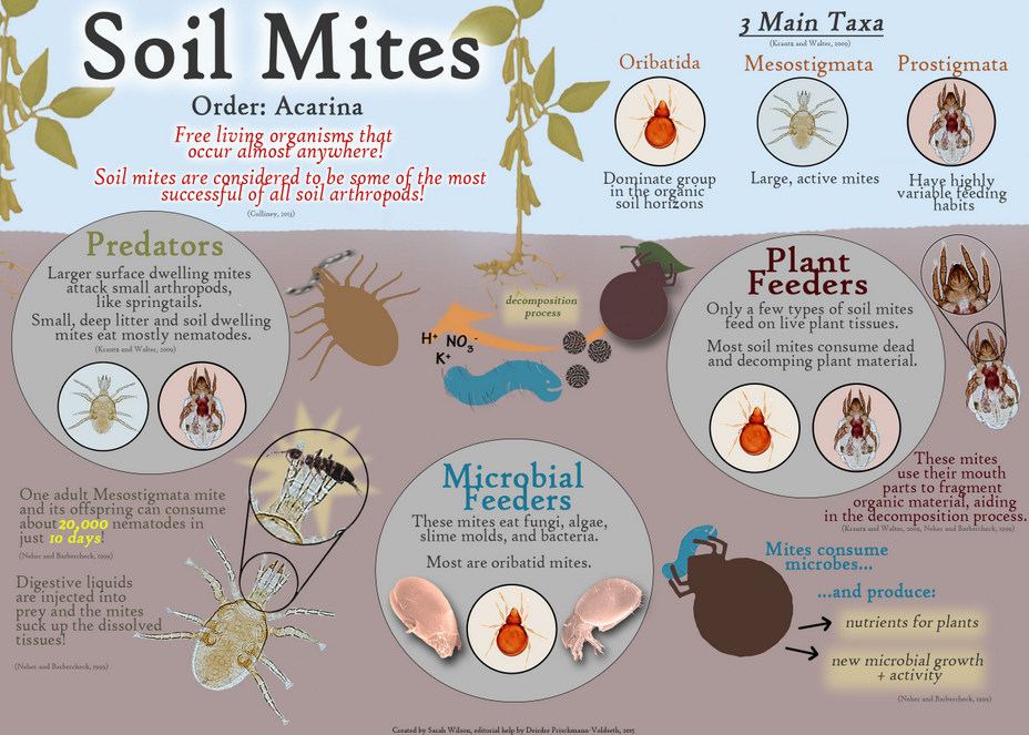 Soil mites small