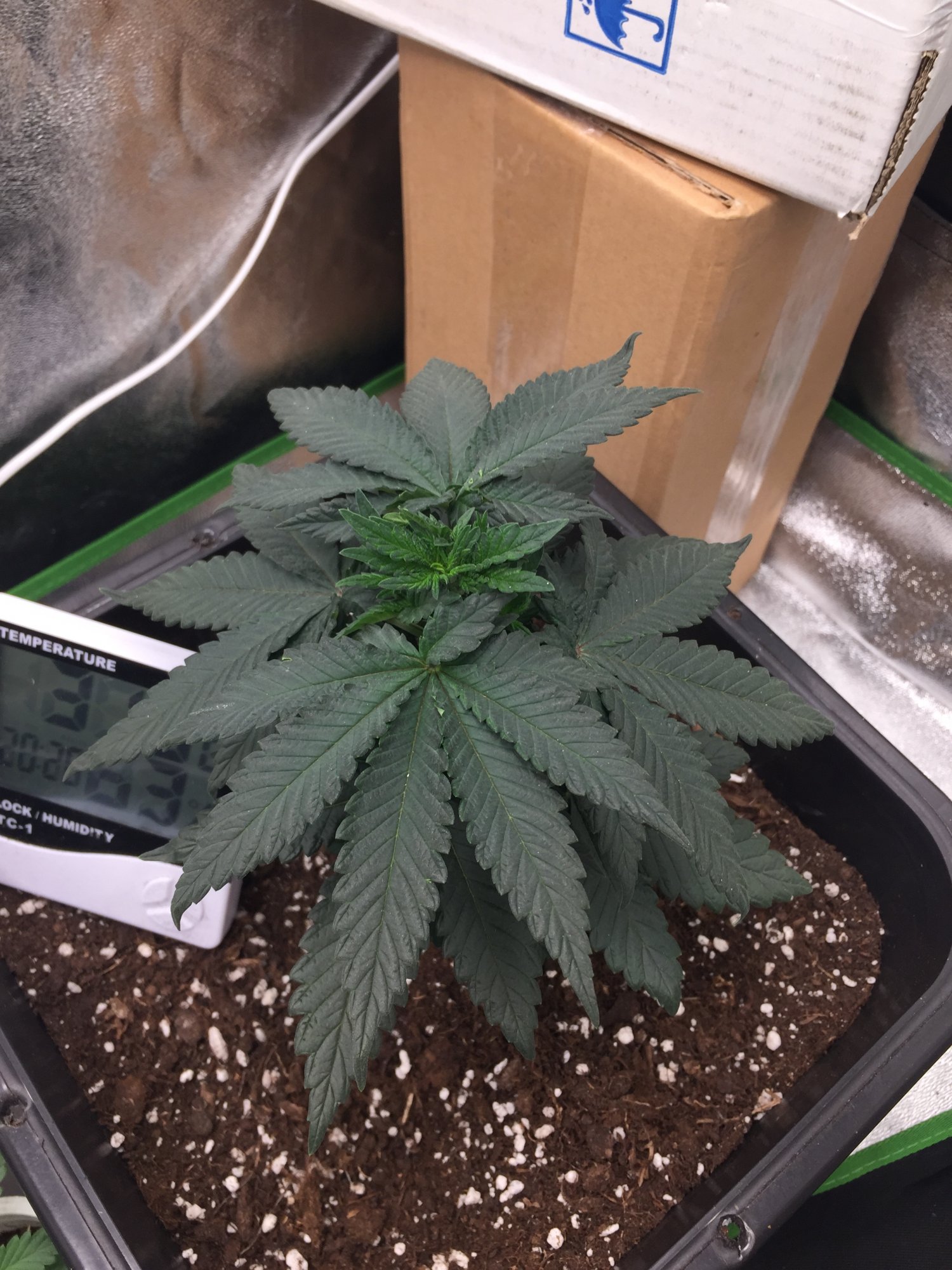 Soil not drying out properly 3