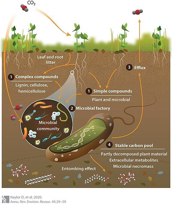 Soil carbon cycle through the microbial loop