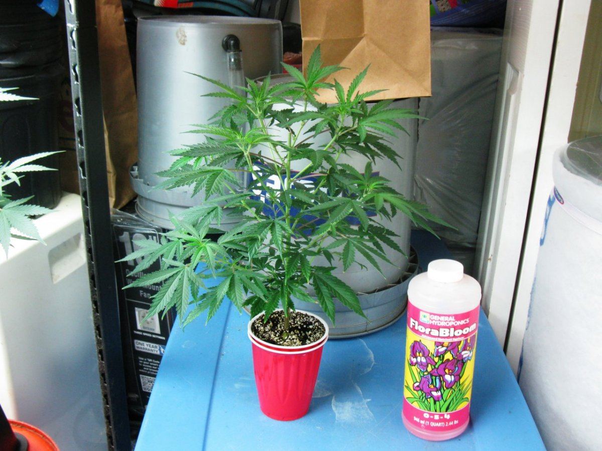 Solo cup mk 014