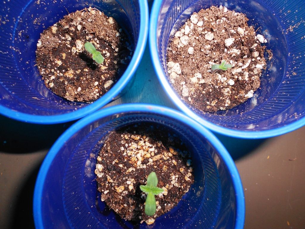 Solos Stash x Sour Bubble week 1