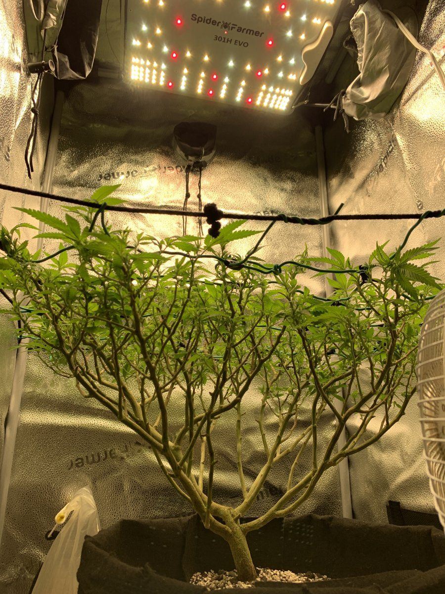 Somango xl 110 days of veg   day 10 of flower  grown in a 2x2x4 spider farmer tent with a spid