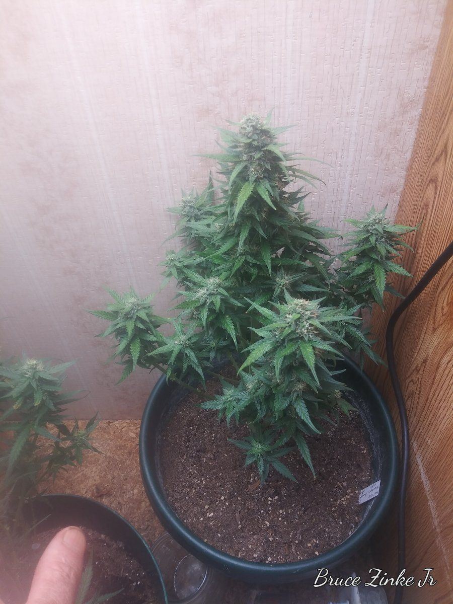 Some 420 fast buds i grew 3