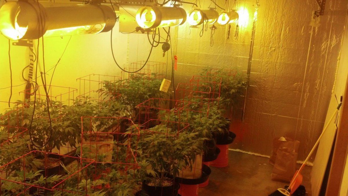 Some atf in 7 gallon smartys with coco 2