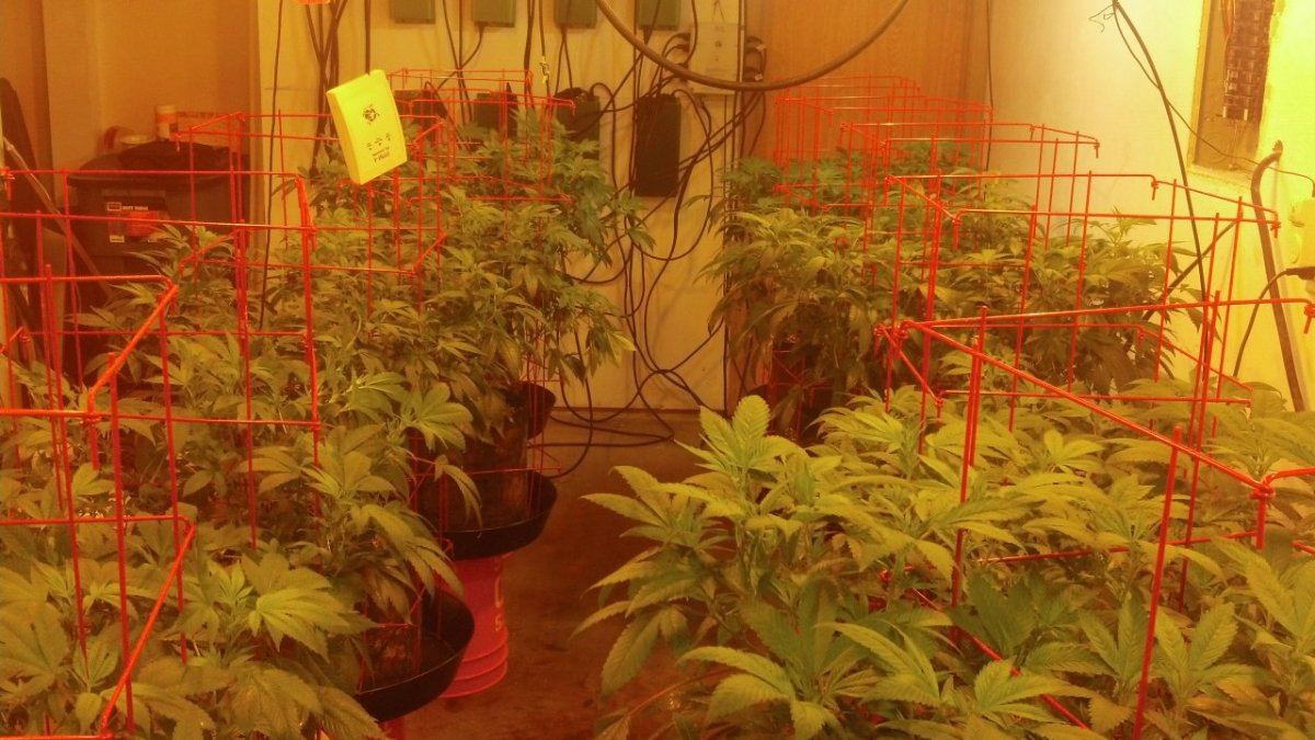 Some atf in 7 gallon smartys with coco