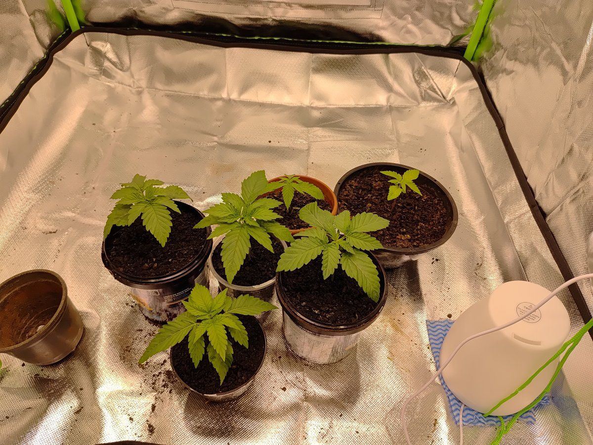 Some bagseeds unknown strain 80x80 3