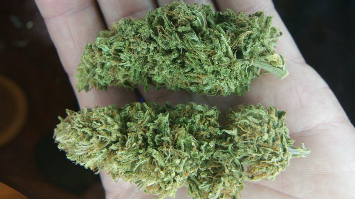 Some bomb strains  buds 4