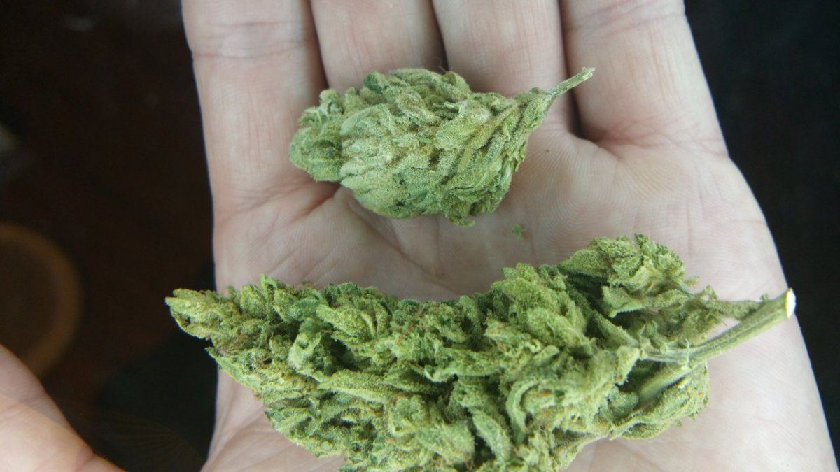 Some bomb strains  buds 5