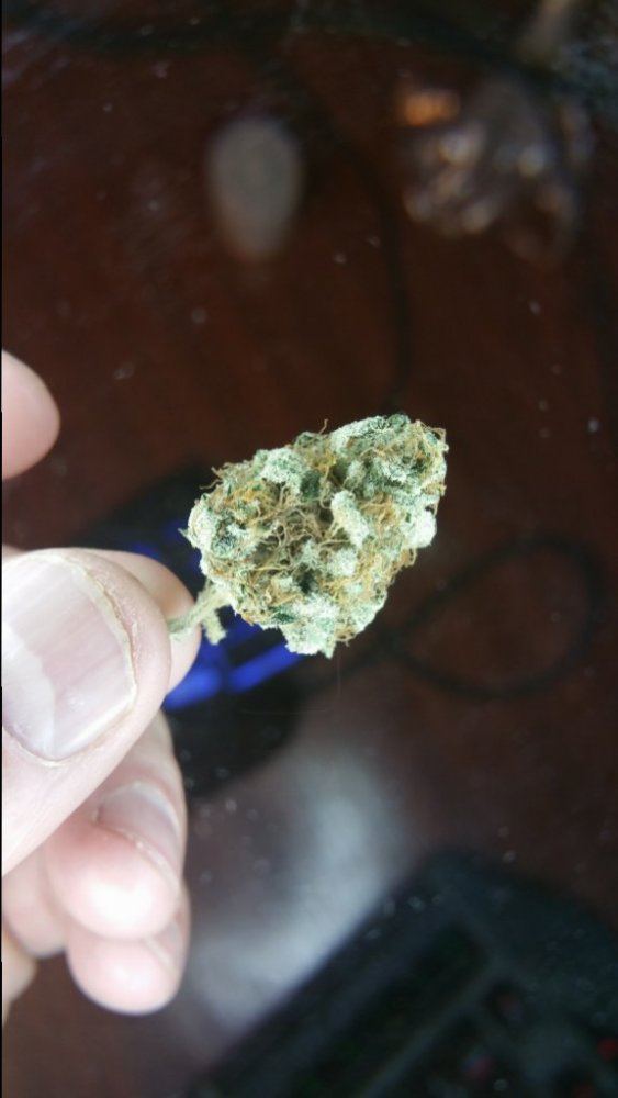 Some bomb strains  buds 6