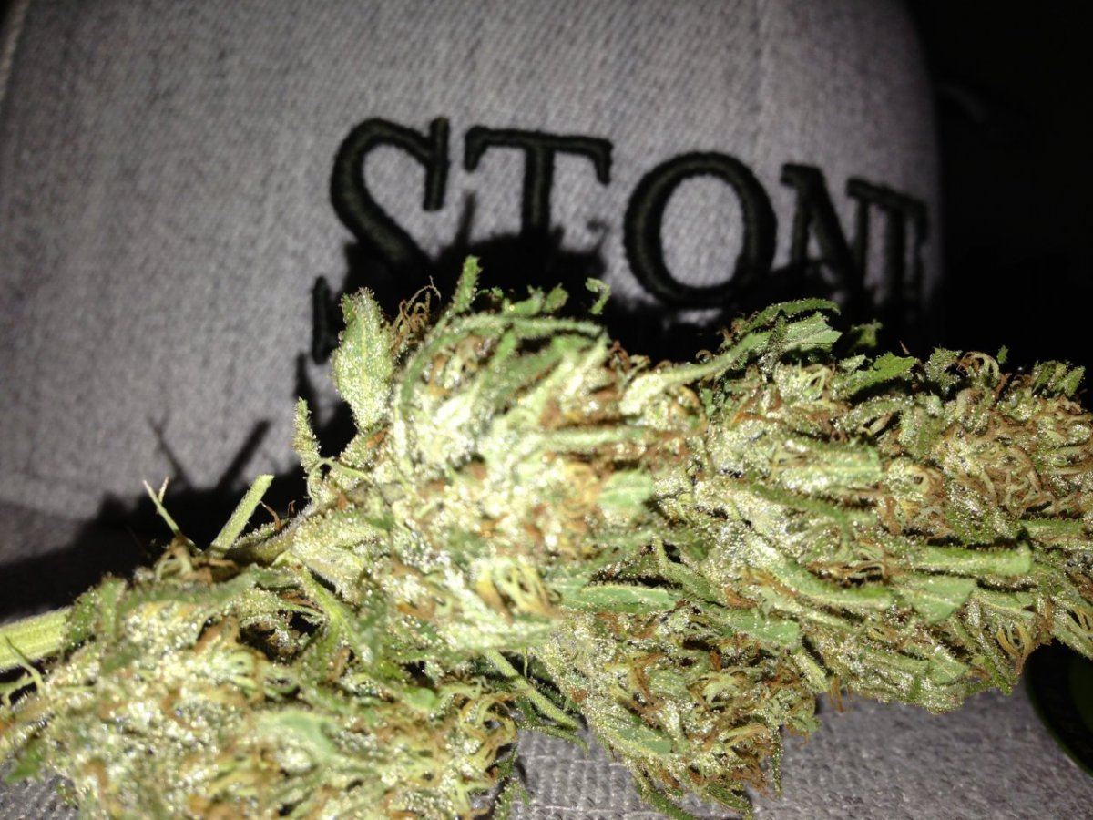 Some bomb strains  buds 7