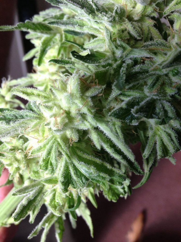Some bomb strains  buds 8