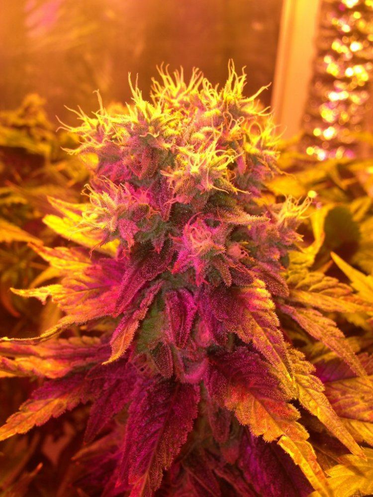 Some bomb strains  buds 9