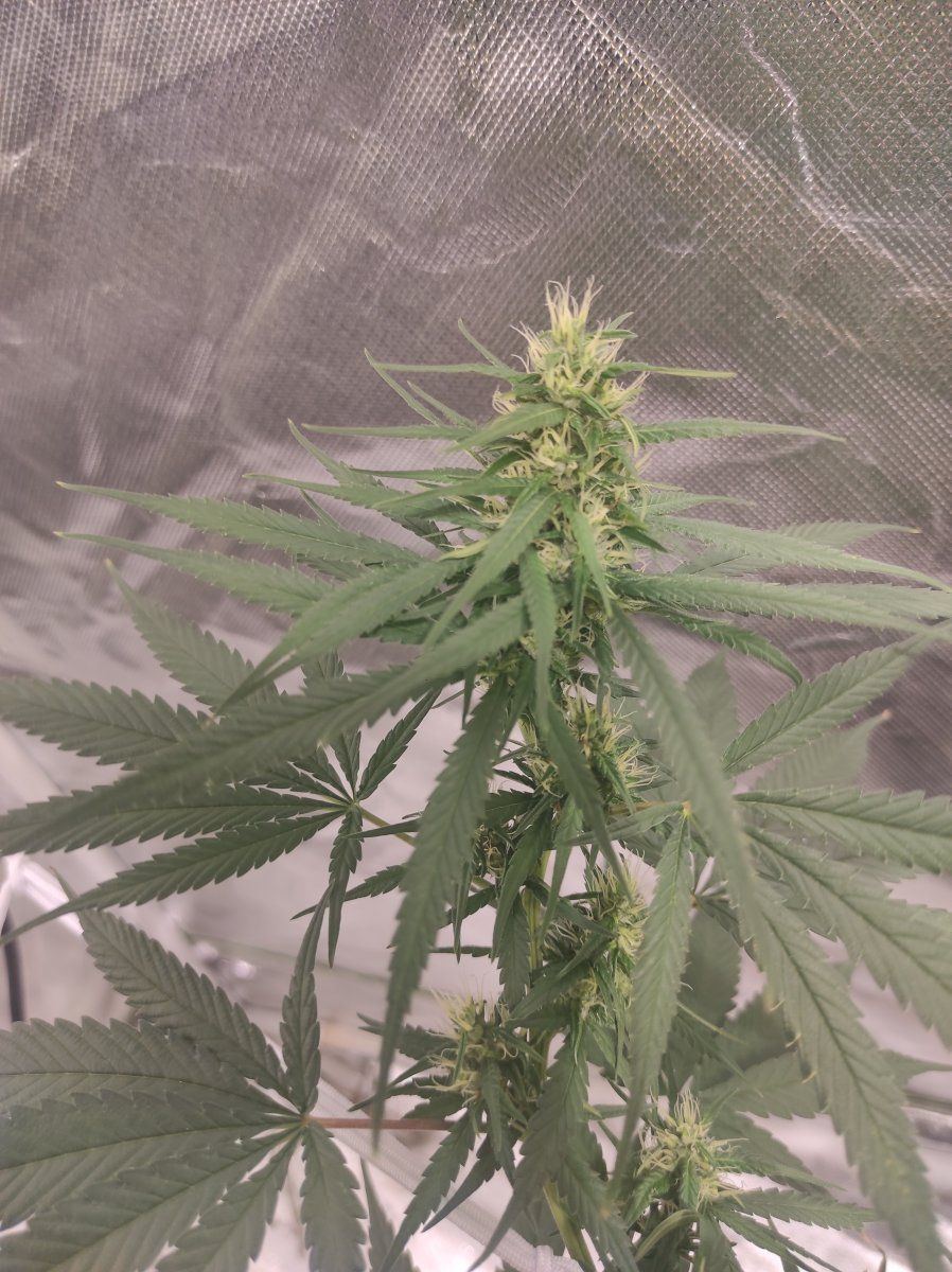 Some bud leaves are withering in flower 3
