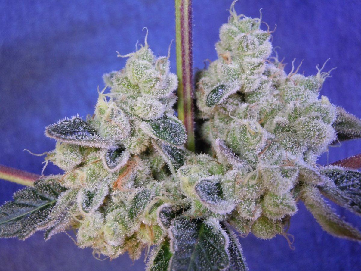 Some chem cookies 3
