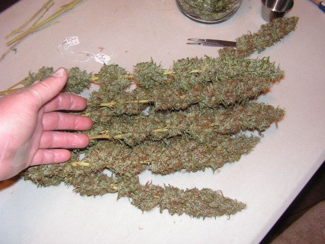 Some dry bud