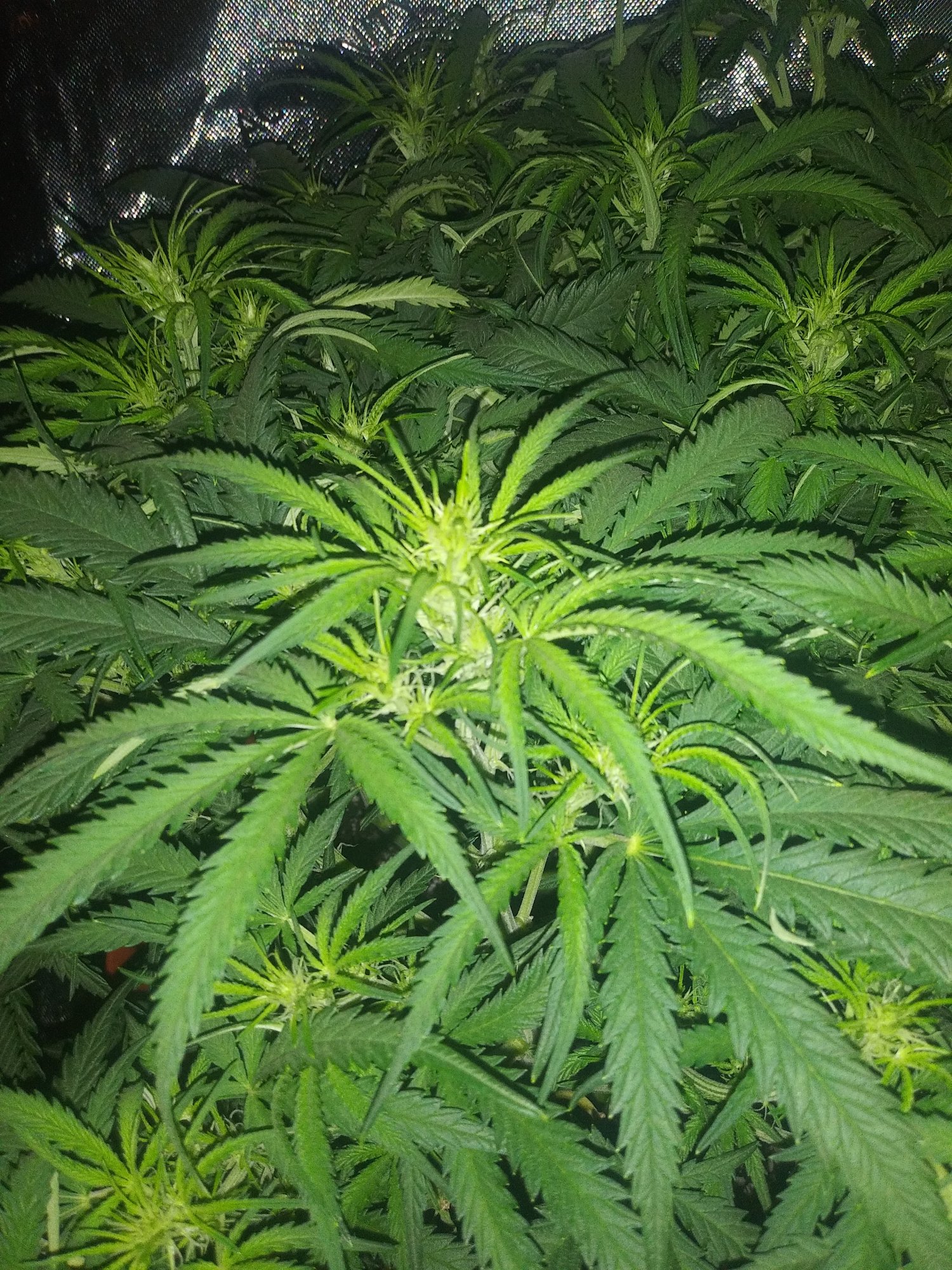 Some experienced growers opinions please 2