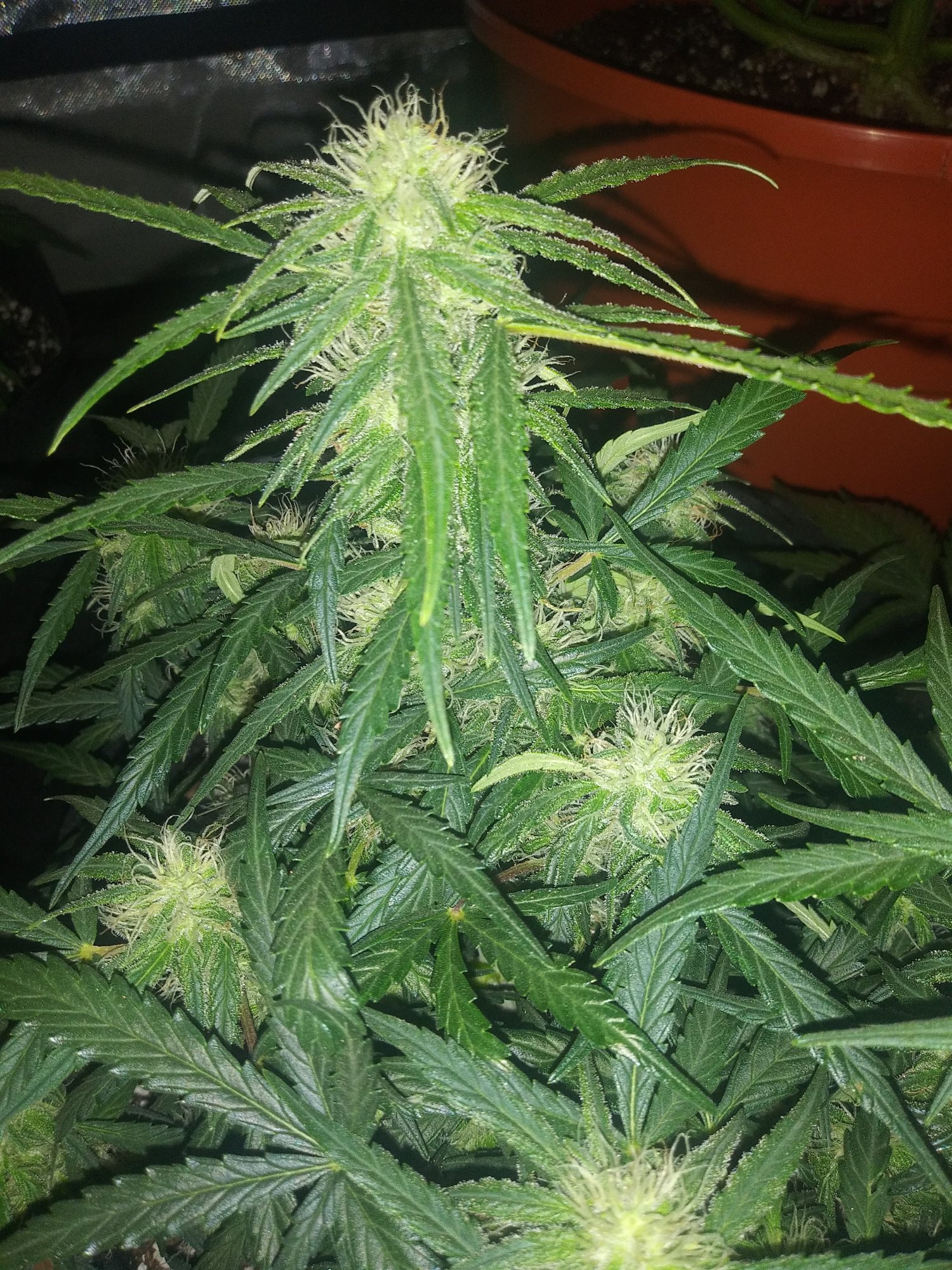 Some experienced growers opinions please 3