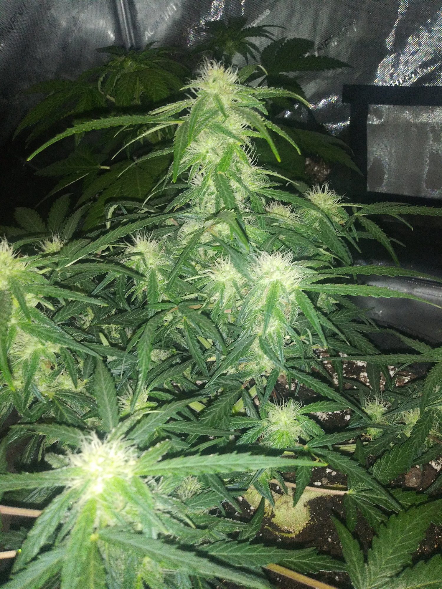 Some experienced growers opinions please 4