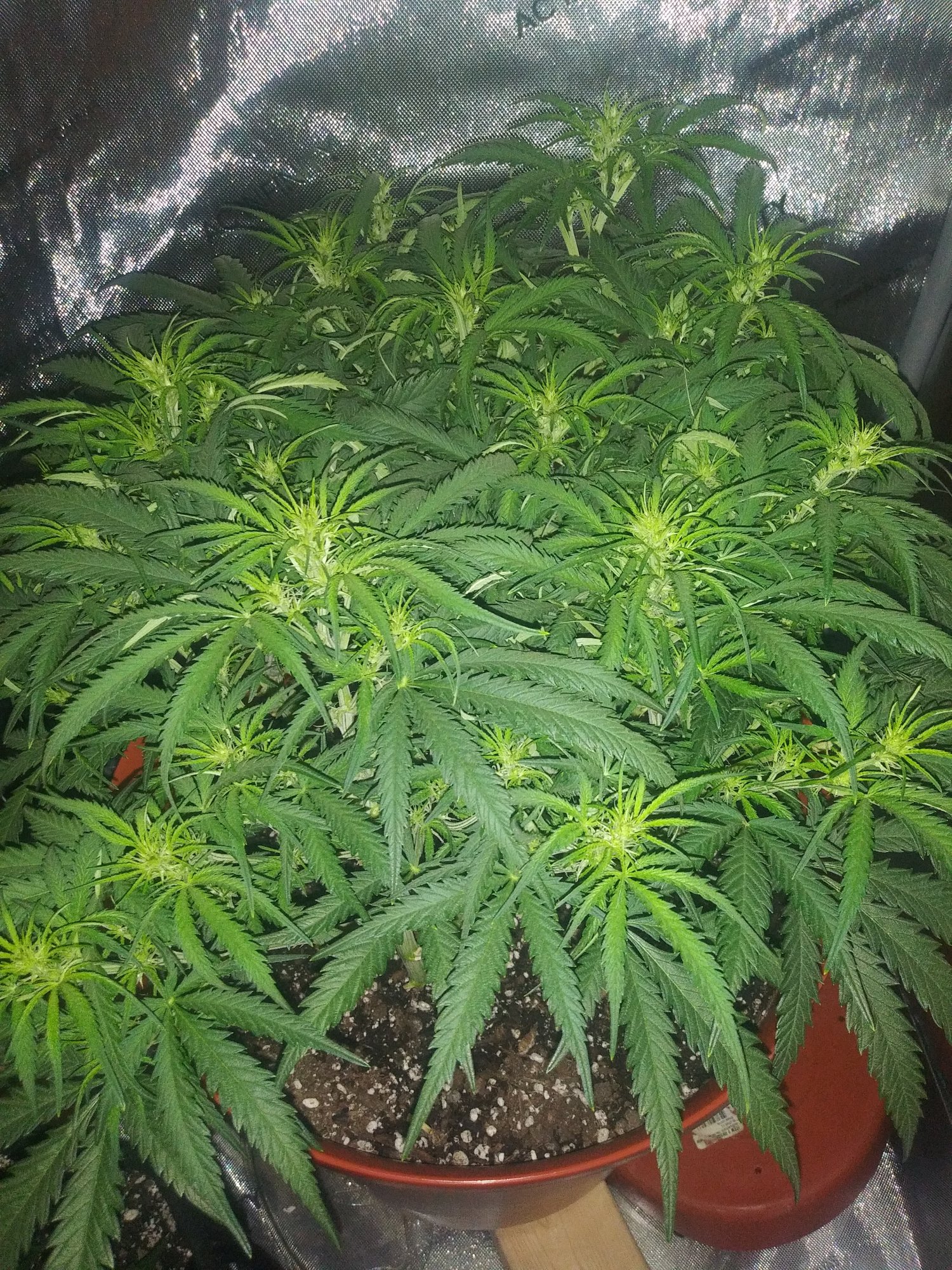 Some experienced growers opinions please