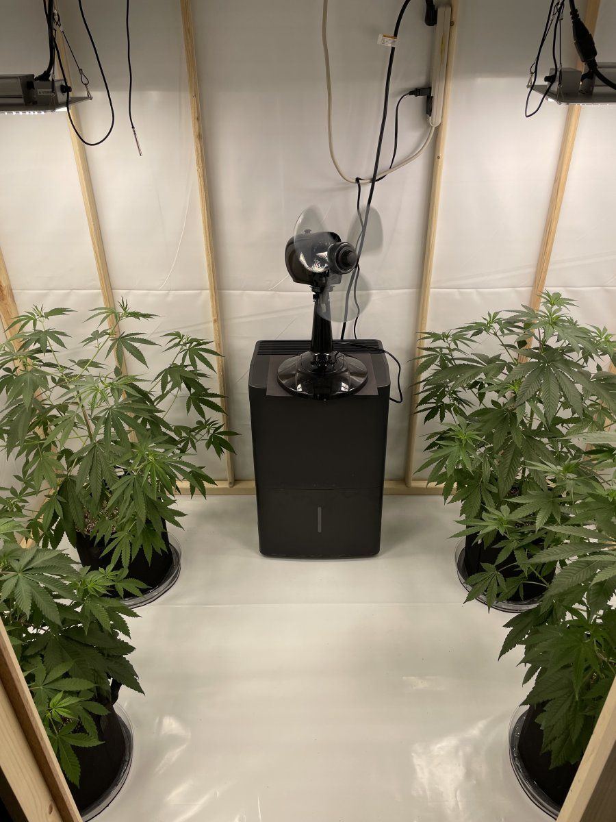 Some first time grower questions 2
