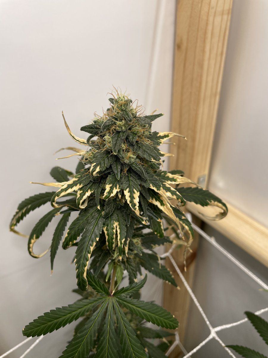 Some first time grower questions 3