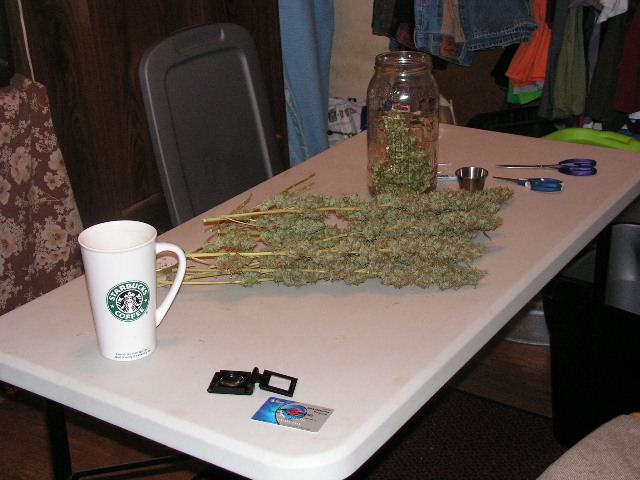 Some fresh bud