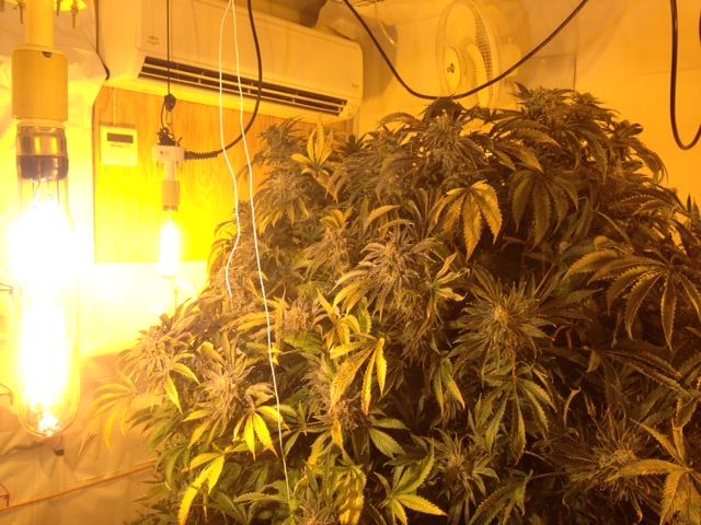 Some fun harvest pics 3