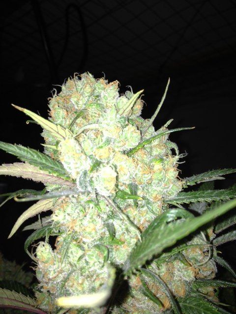 Some fun harvest pics 4