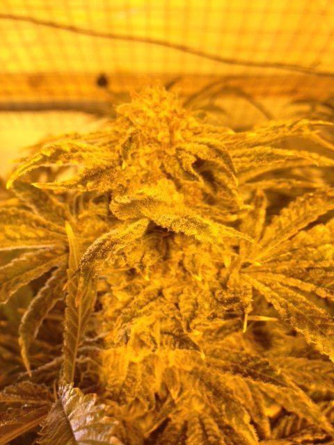 Some fun harvest pics 5