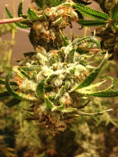 Some fun harvest pics 6