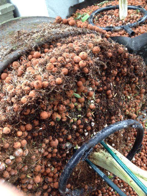Some fun harvest pics 7