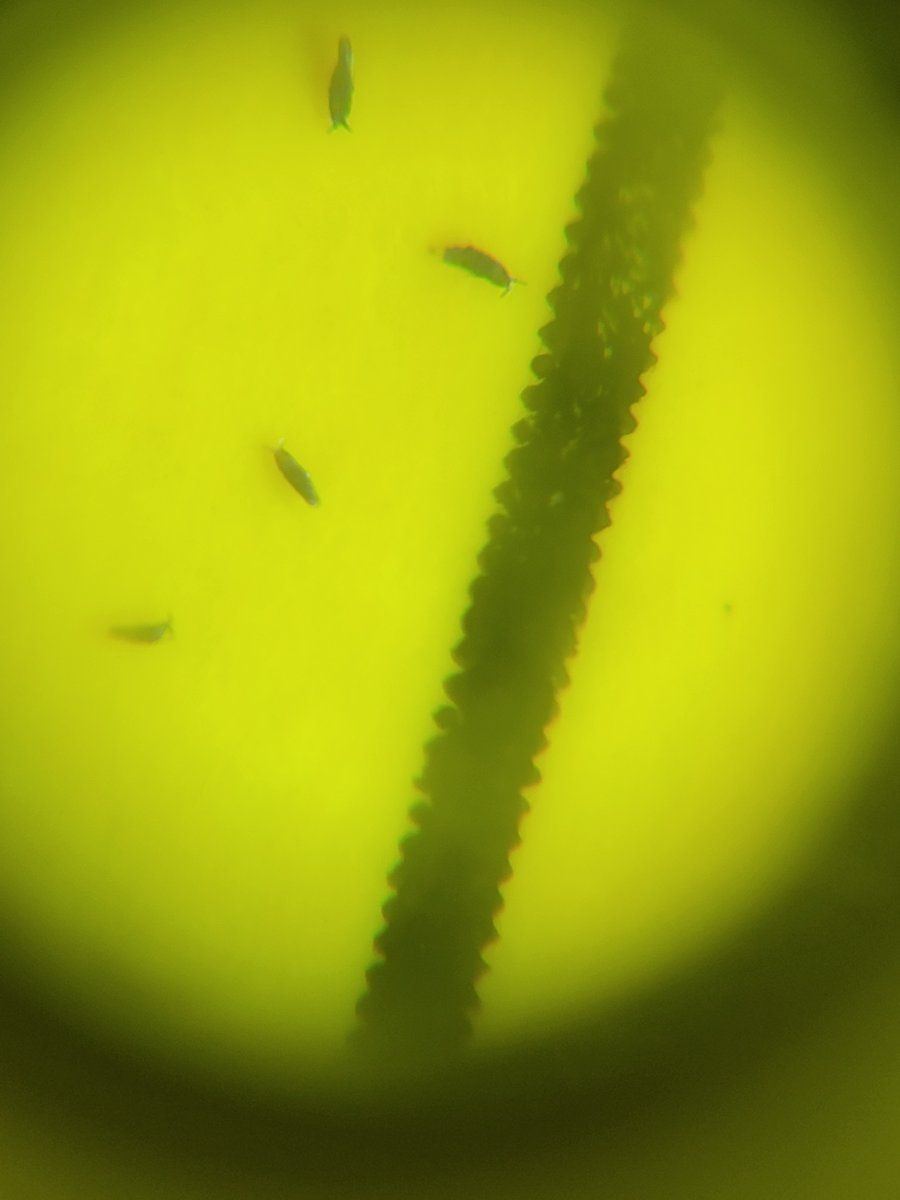 Some help identifying microscopic bugs 4