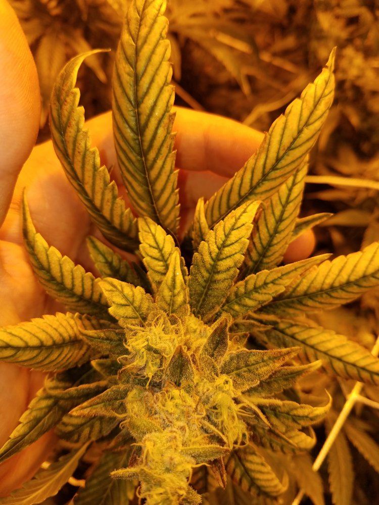 Some kind of deficiency