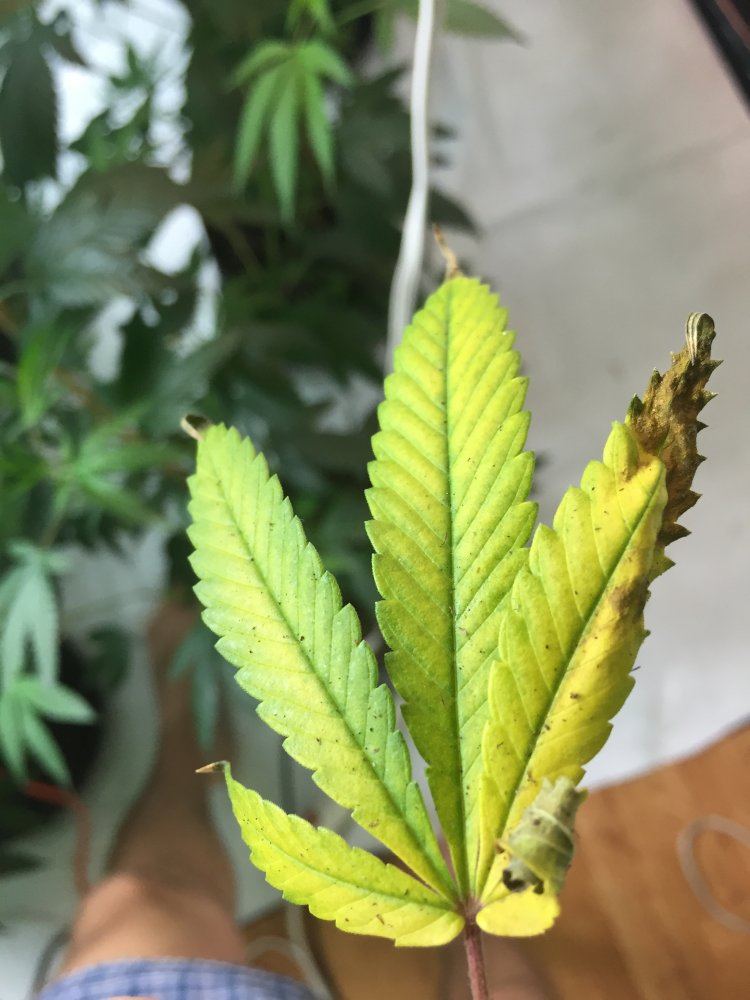 Some lower leaves getting brown yellow spots and eventually turning brown and dying 3