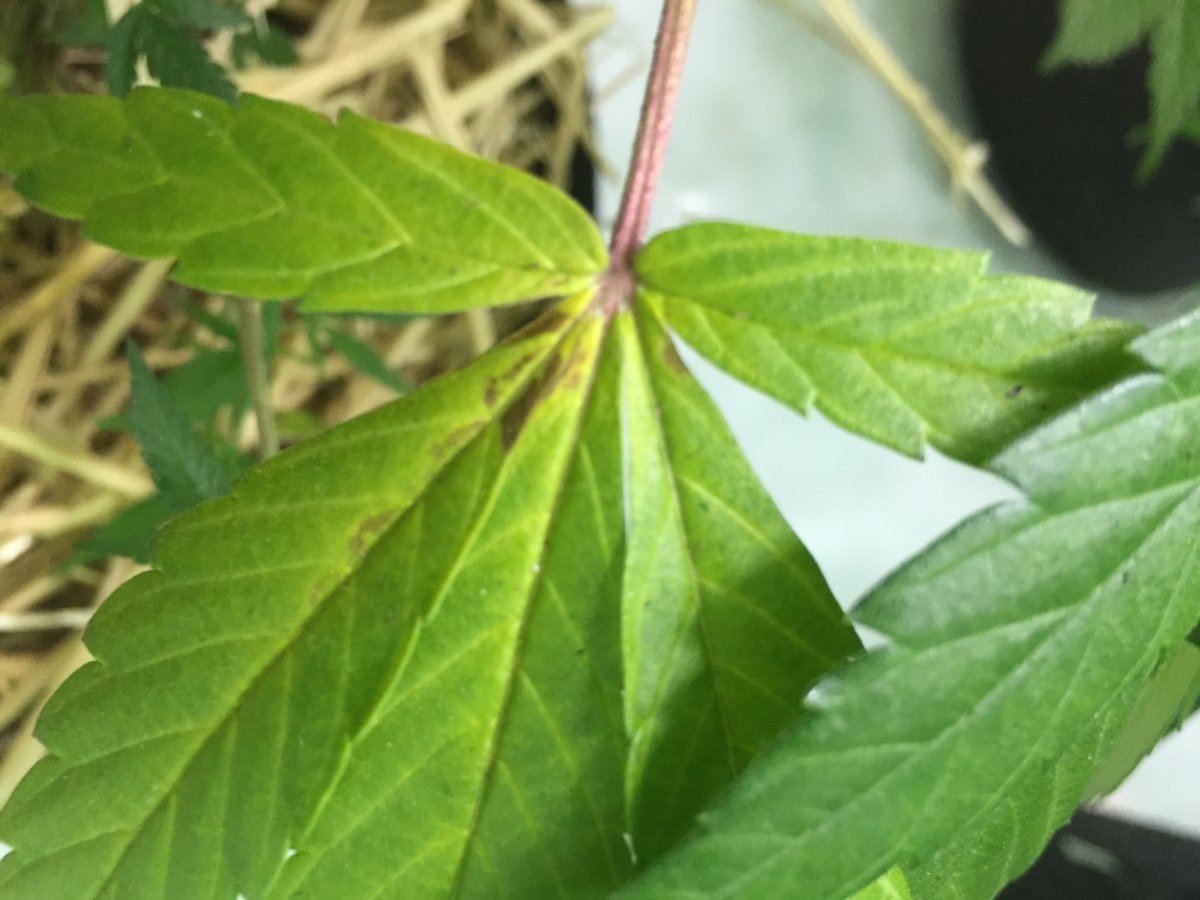 Some lower leaves getting brown yellow spots and eventually turning brown and dying 5