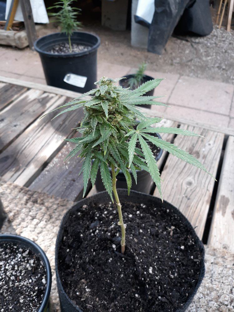 Some ofmy clones look funny 8