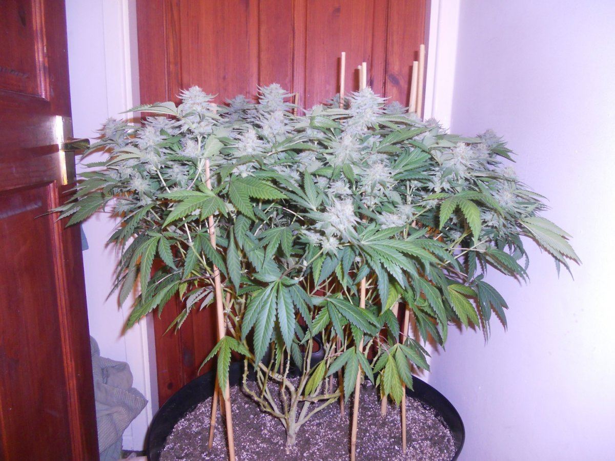 Some pics 007