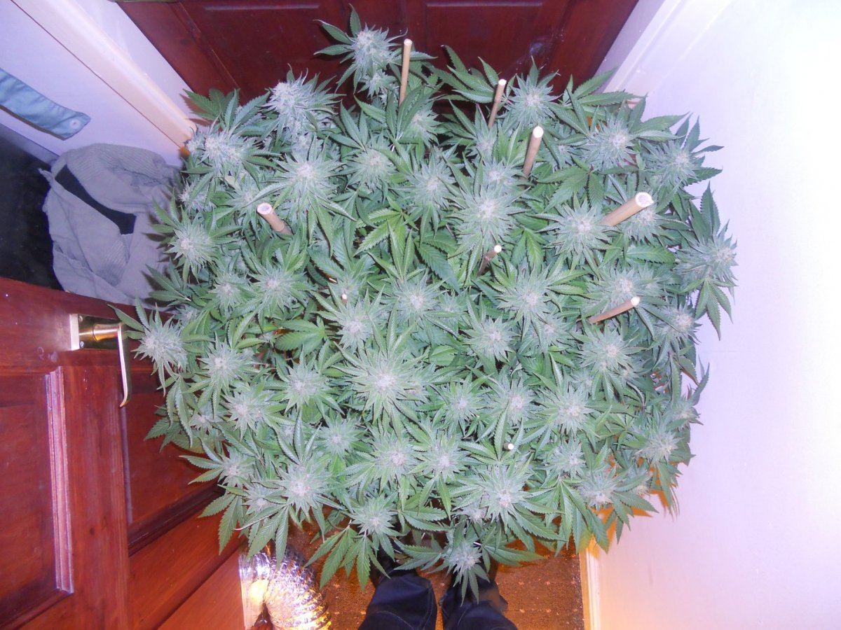 Some pics 010